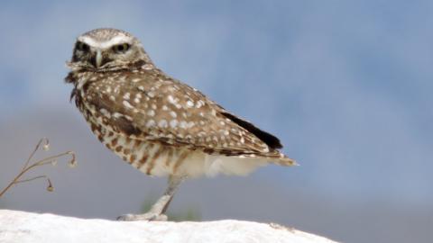 This little guy was loud and very excited about something